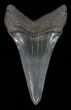 Large Fossil Mako Shark Tooth - Georgia #40657-1